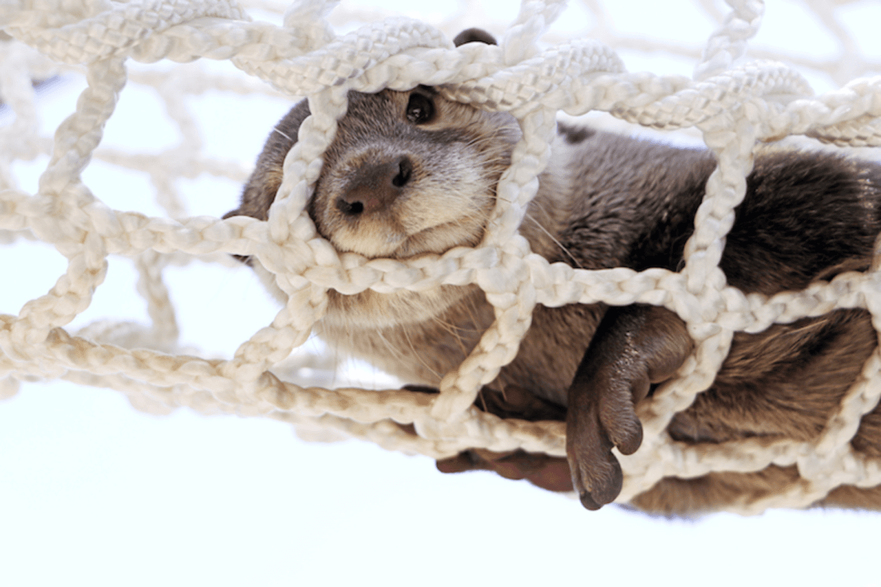 Yokohama Hakkeijima Sea Paradise Ticket - image 11